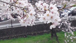 100404sakura.jpg